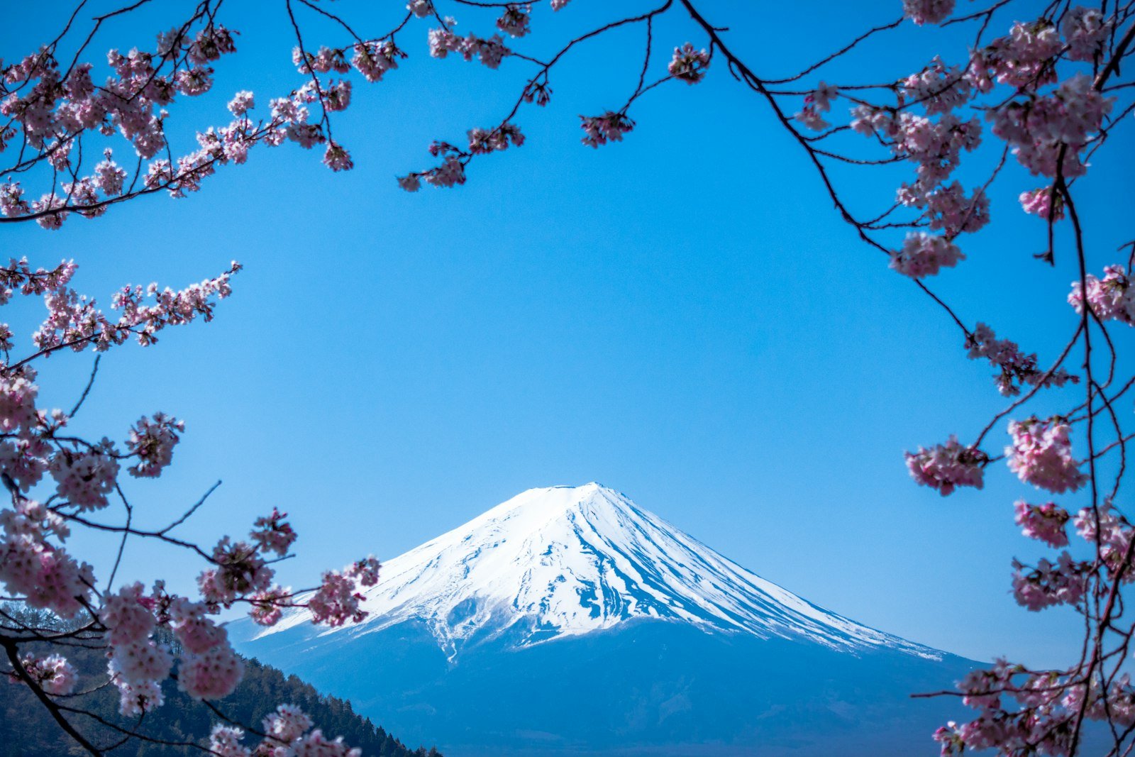 Mount Fuji framed by beautiful pink cherry blossoms in Japan